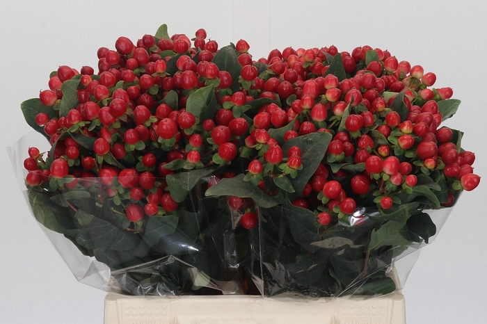 <h4>Hypericum True Romance</h4>