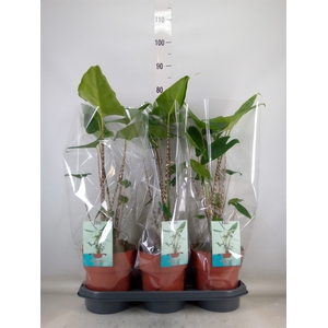 Alocasia zebrina