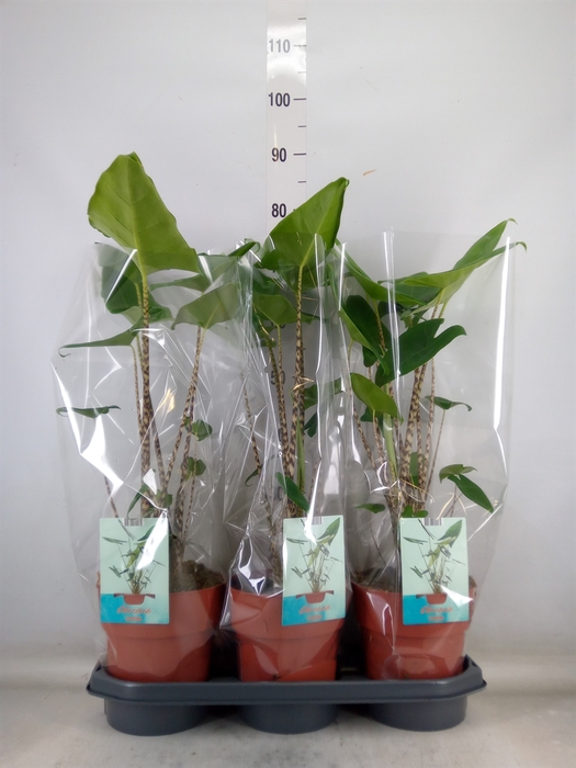 <h4>Alocasia zebrina</h4>