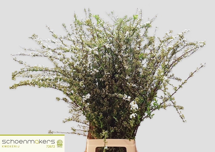 <h4>SPIR C GREFSHEIM</h4>