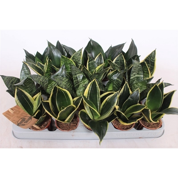 <h4>Sansevieria Hahnii Mix</h4>