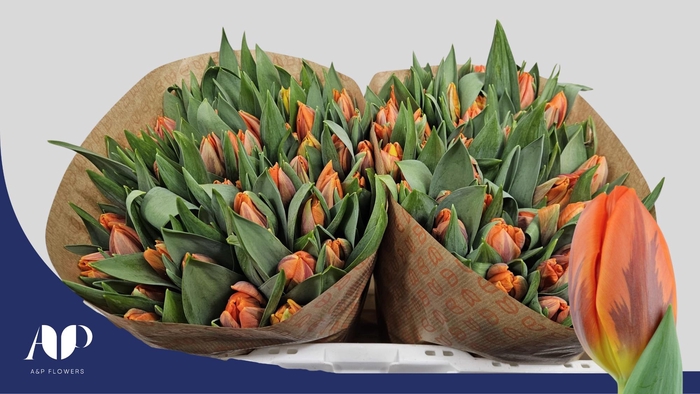 <h4>TU EN PRINSES IRENE</h4>