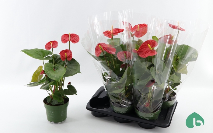 <h4>ANTHU AN AREBO</h4>