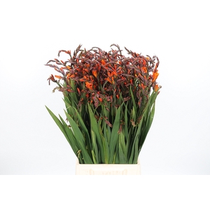 Crocosmia Mckenzie
