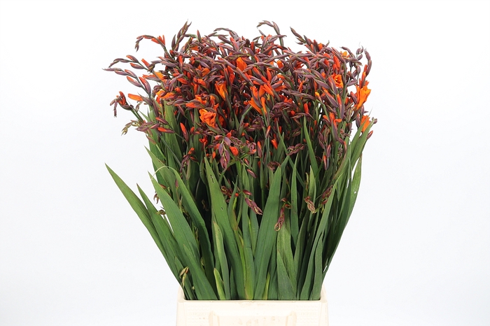 <h4>Crocosmia Mckenzie</h4>
