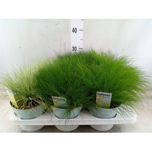 Siergras   ...mix 3 /tray   [Grass]