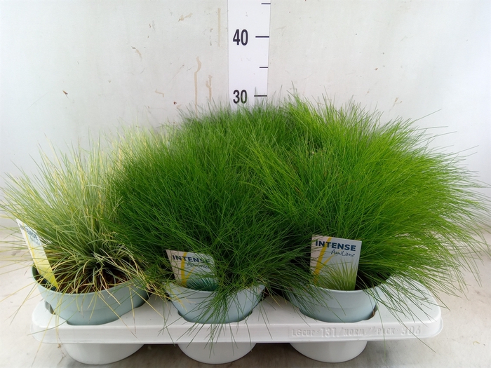 <h4>Siergras   ...mix 3 /tray   [Grass]</h4>