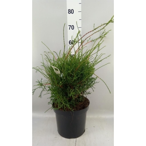 Thuja occid.
