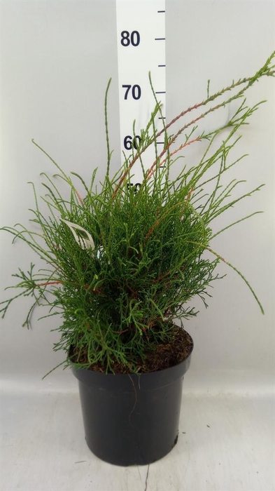 <h4>Thuja occid.</h4>