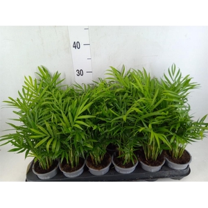Chamaedorea elegans