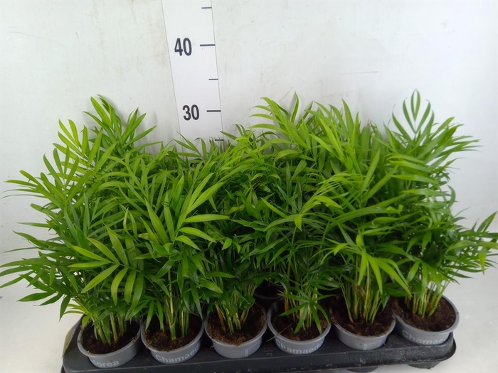 <h4>Chamaedorea elegans</h4>