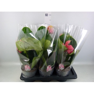Medinilla magn. 'Flamenco'