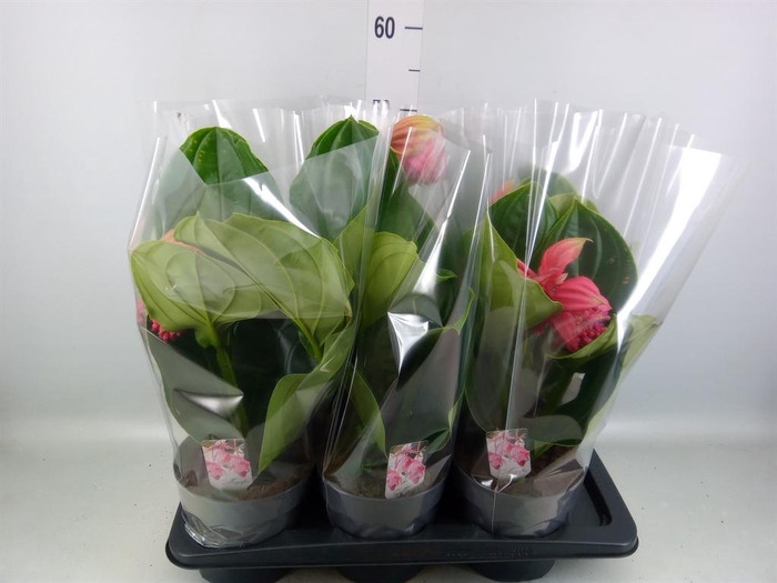 <h4>Medinilla magn. 'Flamenco'</h4>