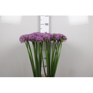 Allium Gladiator