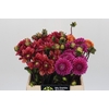 Dahlia Gemengd in fust