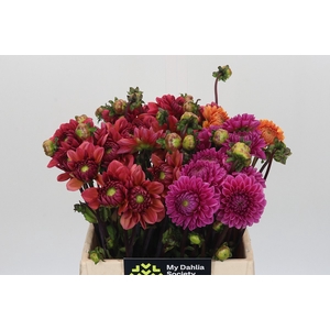Dahlia Gemengd in fust