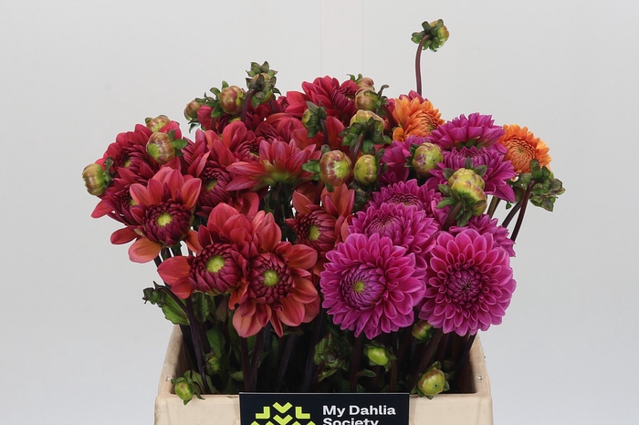 Dahlia Gemengd in fust