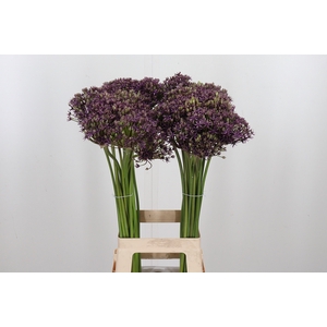 Allium Miami