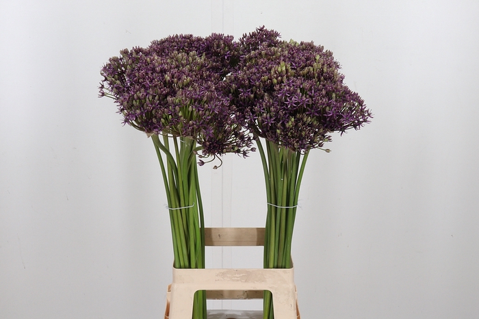 <h4>Allium Miami</h4>