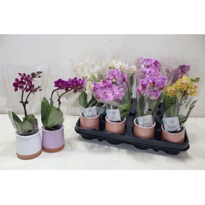 Phal Mini In Mix Keramiek
