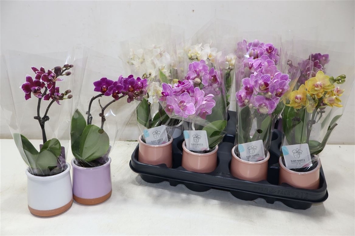<h4>Phal Mini In Mix Keramiek</h4>