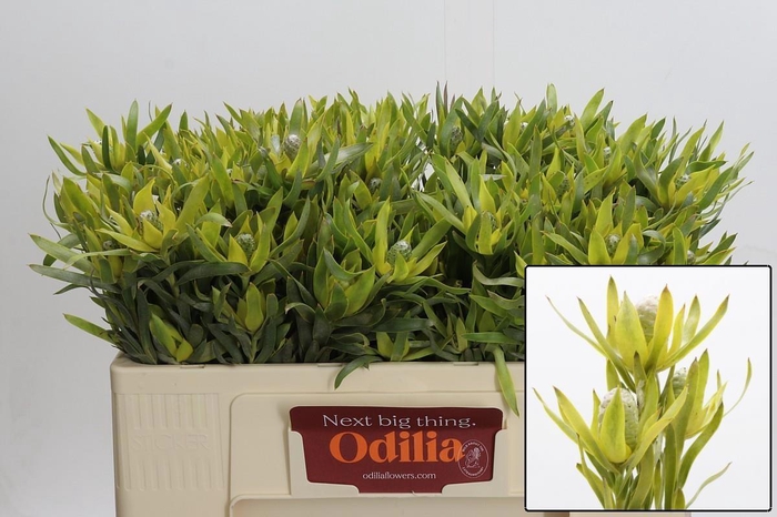 <h4>LEUCAD PIZZA</h4>