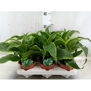 Dracaena frag. 'Dorado'