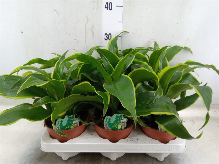<h4>Dracaena frag. 'Dorado'</h4>