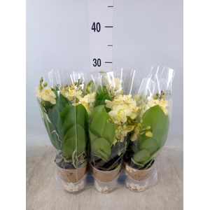 Phalaenopsis multi.   ...yellow