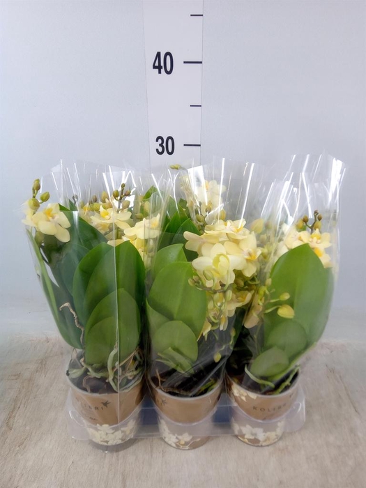 <h4>Phalaenopsis multi.   ...yellow</h4>