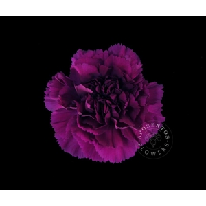 Dianthus st yukari violet