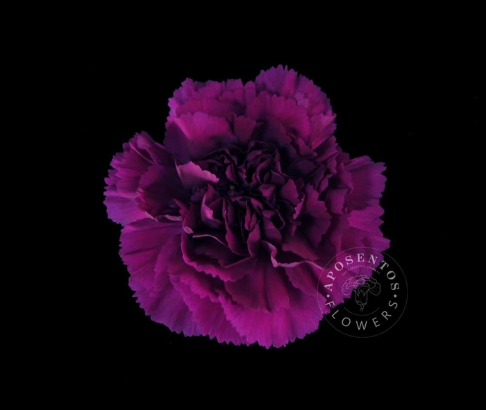 <h4>Dianthus st yukari violet</h4>