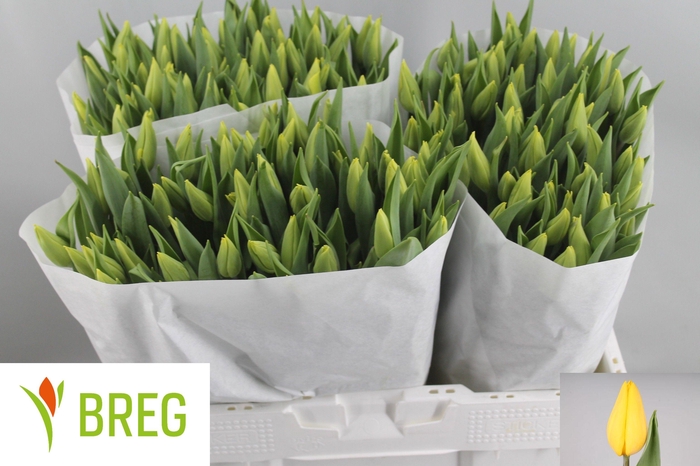 <h4>TU EN STRONG GOLD</h4>