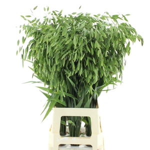 CHASMANTH LAT MANTIS