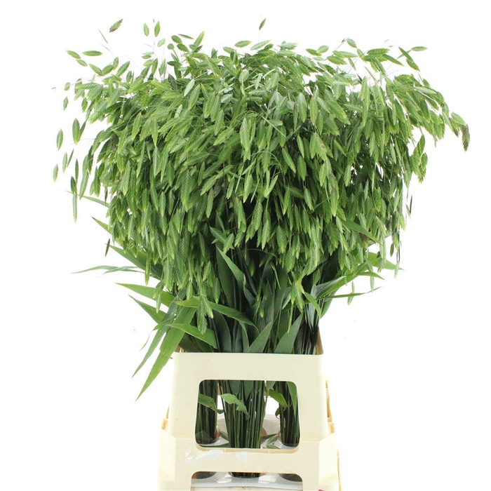 <h4>CHASMANTH LAT MANTIS</h4>