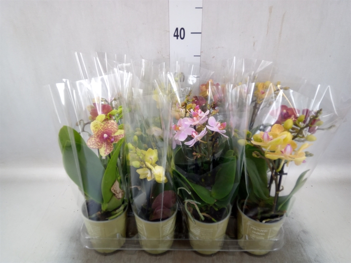 <h4>Phalaenopsis   ...mix</h4>