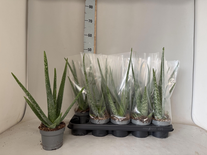 <h4>ALOE VERA</h4>