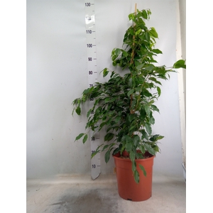 Ficus benja. 'Exotica'