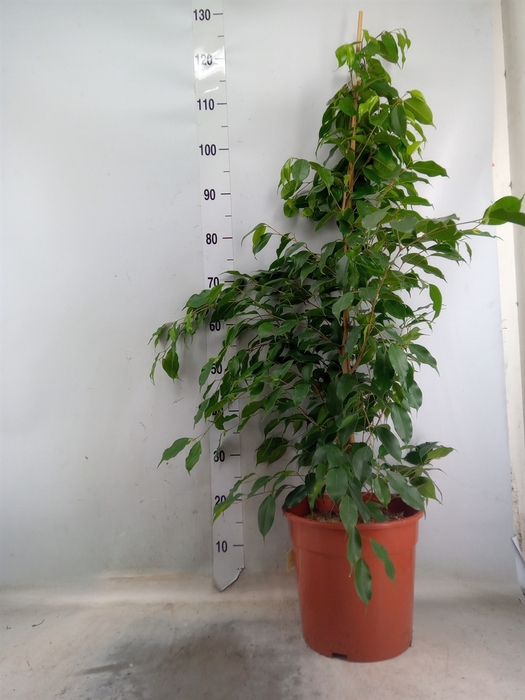 <h4>Ficus benja. 'Exotica'</h4>