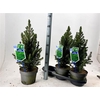 Picea Gl Conica