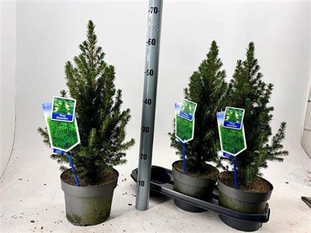 Picea Gl Conica