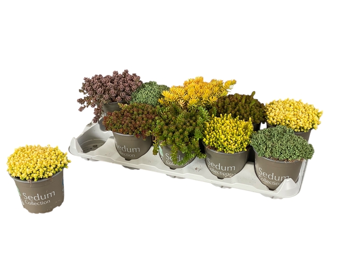 <h4>SEDUM GEM</h4>
