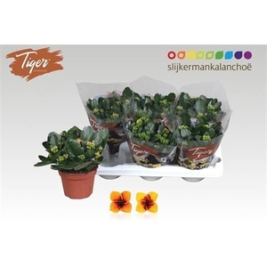 KAL EN TIGER GEM