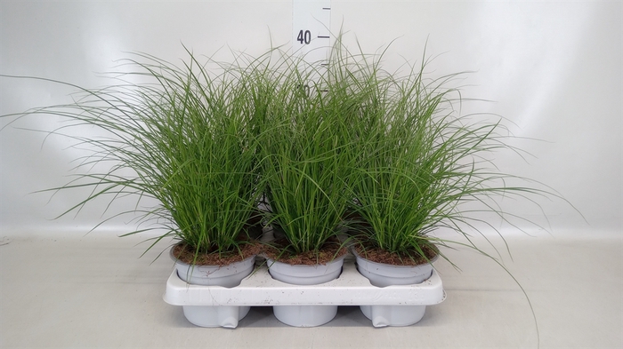 <h4>Carex brunnea</h4>