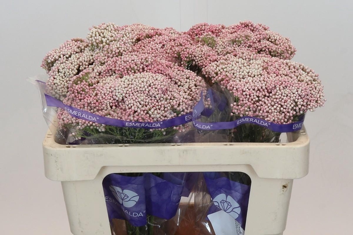 <h4>Ozothamnus Cooks Tall Pink</h4>