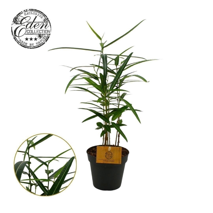 <h4>Brachychiton   ...</h4>