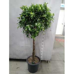 Ficus microcarpa   ...