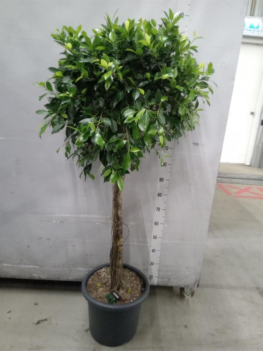 <h4>Ficus microcarpa   ...</h4>