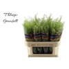 Lepidium Green Bell