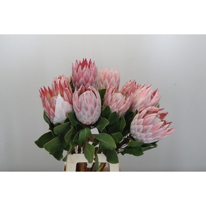 Protea Cynaroides
